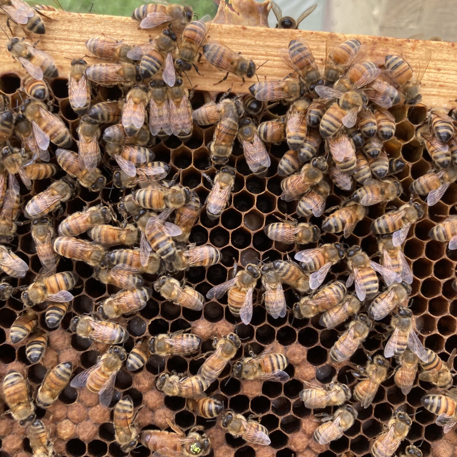 Beekeepers inspecting a honeybee frame during a hive check at Polley Bumbling Beehives